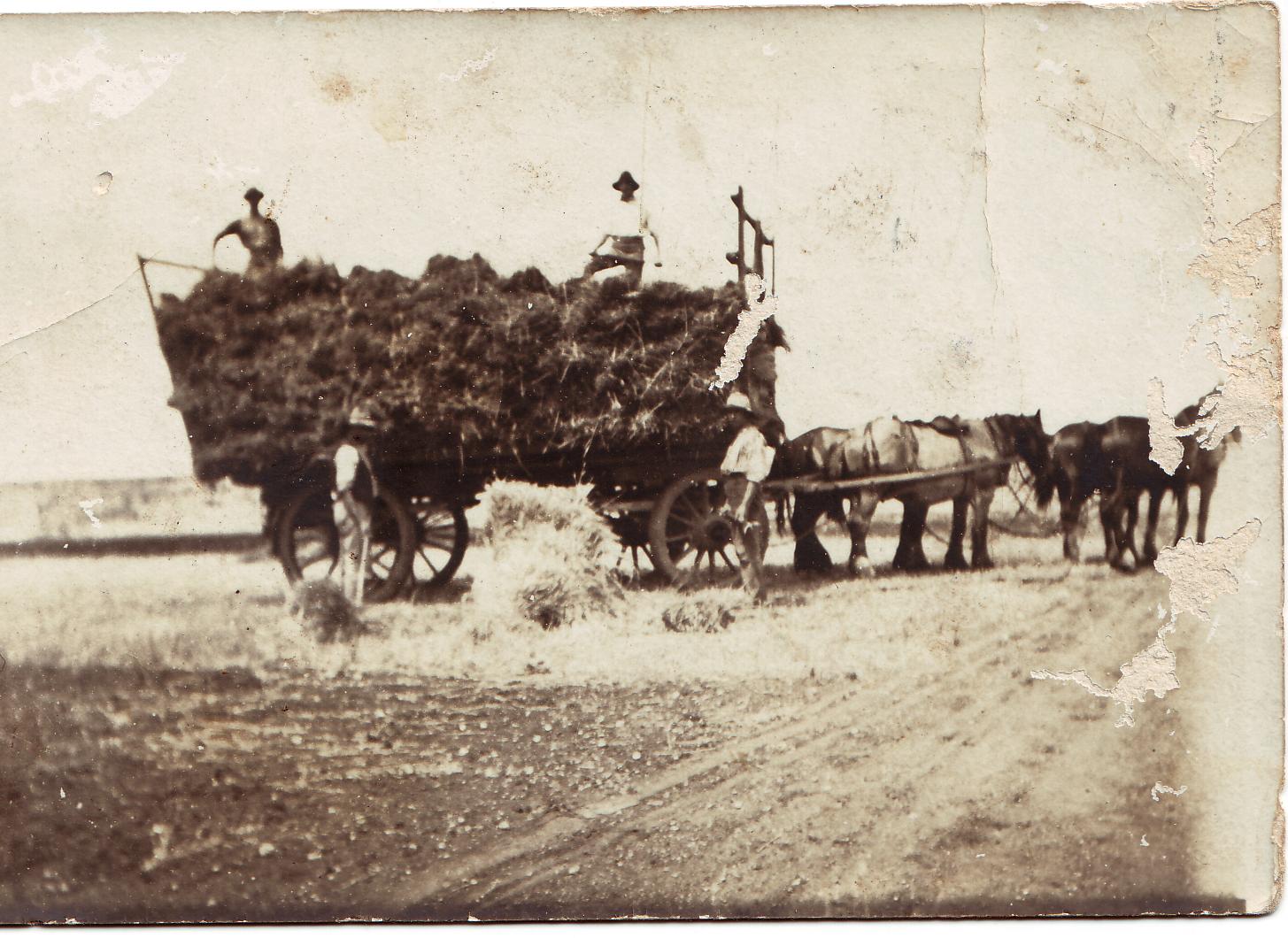 Adelaide Research & Scholarship: Loading Hay c1900