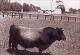 1940 Jersey Bull 1.JPG.jpg