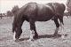 1940 Stallion Harvestor Ernest.JPG.jpg